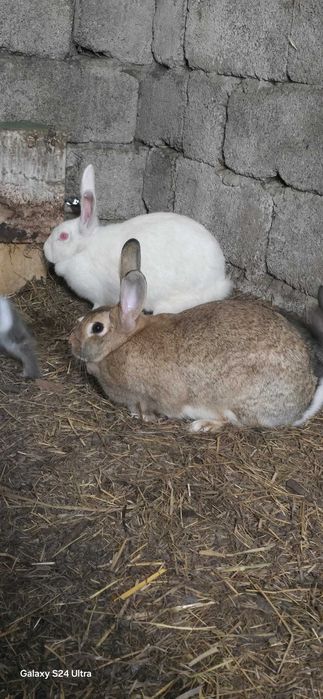 Coelhos caseiros de boa qualidade.