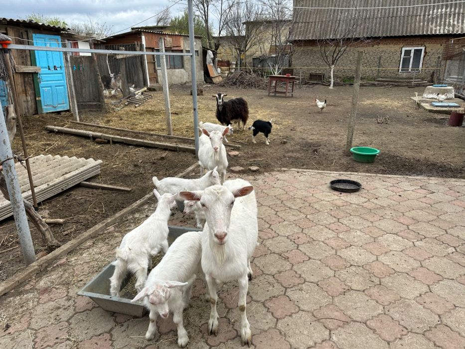 Козы в городе Рени