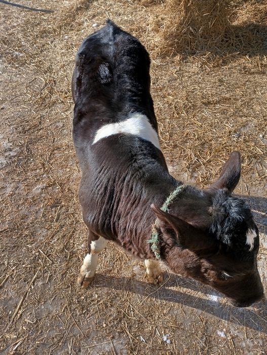 Jałówka cielak cielaki