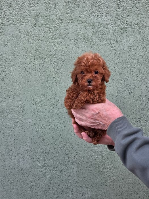 Пуделі від заводчика янтарний редбраун