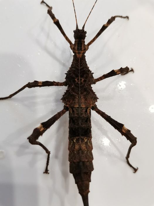 Палочник Trachyaretaon