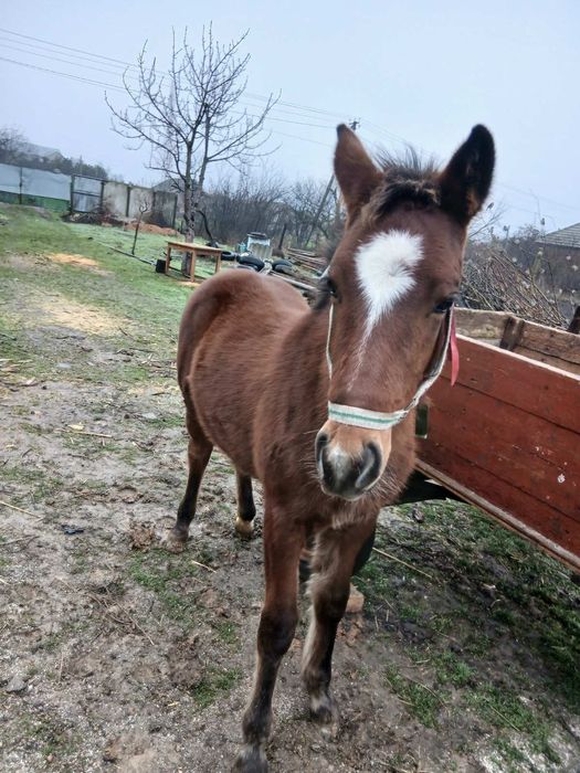 Жеребчик на продажу
