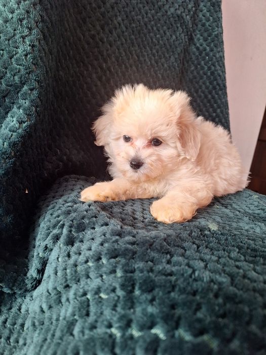 Maltipo-maltanczyk&pudel