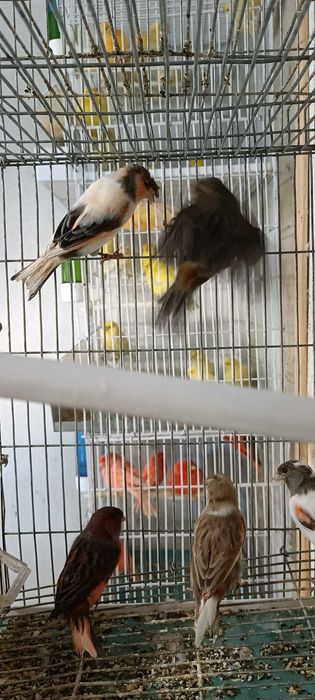 Canários de cor, vermelhos, amarelos, mosaicos e arlequins