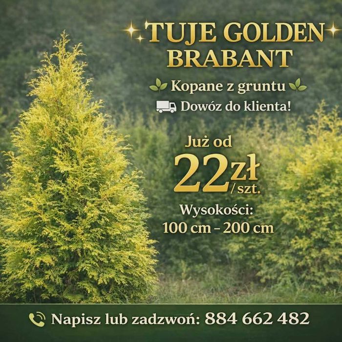 TUJE GOLDEN BRABANT kopane z gruntu Thuje Żywopłot DOWÓZ DO KLIENTA