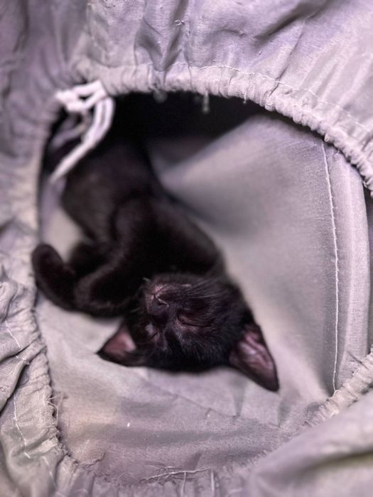 В добрые руки , котенок