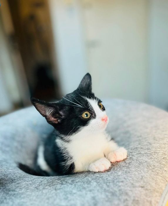 Kinga- mała kotka do adopcji