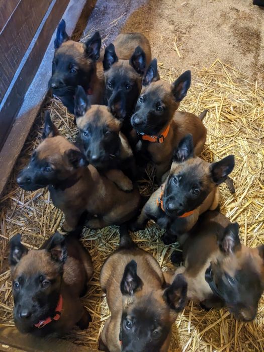 Цуценята Бельгійської Вівчарки Малінуа