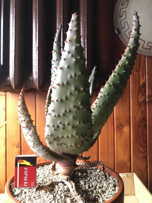 Aloes uzbrojony, Aloe Ferox - rzadki okaz dla kolekcjonera