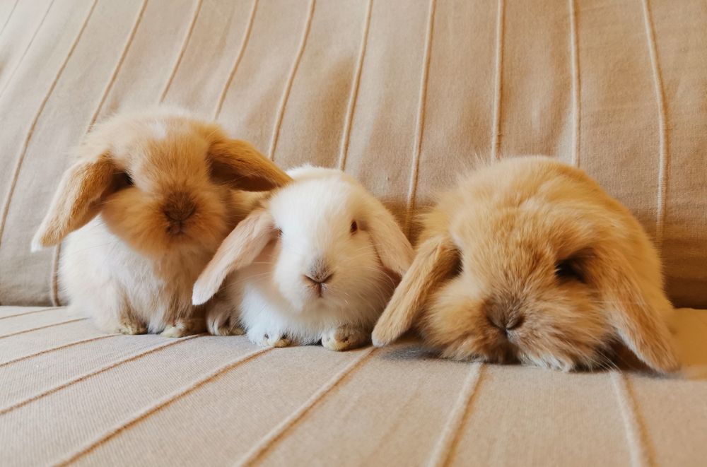 KIT Coelhos anões orelhudos, mini lop super inteligentes e dóceis