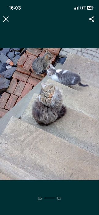 Кошенята шукають дім