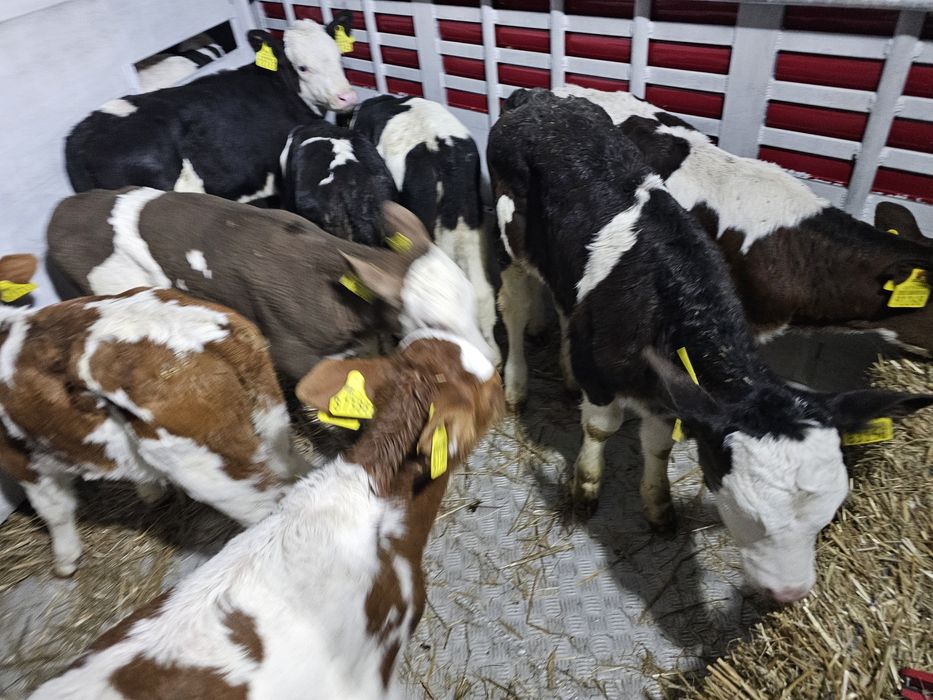 Sprzedam cielaki jałoweczki