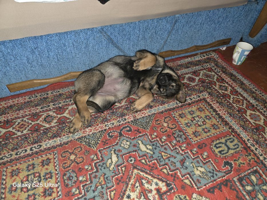 Отдам собачку в хорошие руки