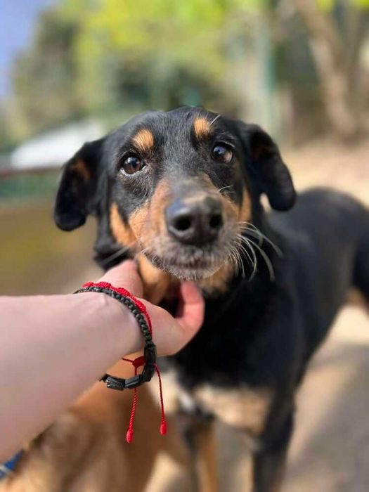 Maranta - wrażliwa i delikatna suczka szuka nowej rodziny - 514/24