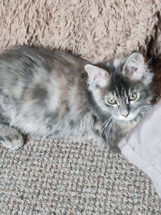 Dziewczynka  niebieska szykret Maine Coon