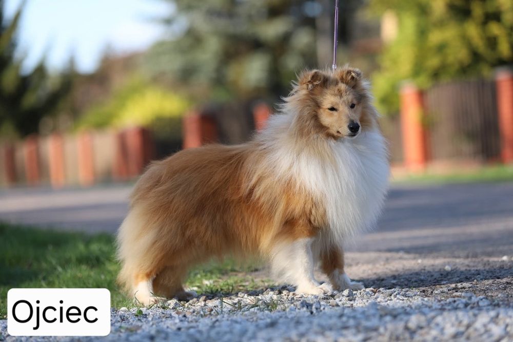 Owczarek Szetlandzki FCI