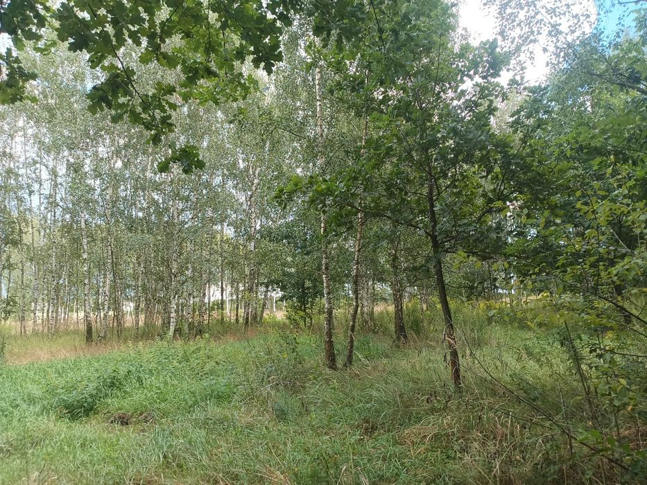 Działka budowlana 1319m2 Czemierniki cicha okolica przy lesie Media w działce uzbrojona MPZP