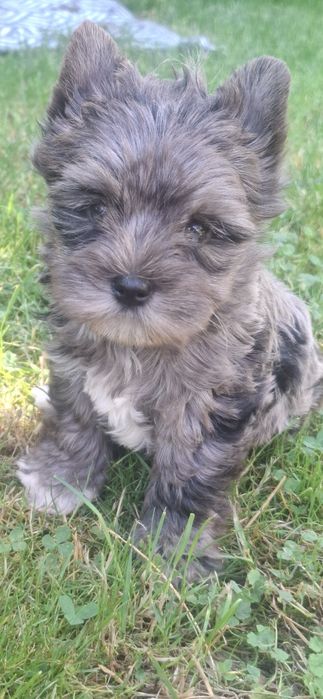 Yorkshire Terrier Black Merle Gotowy do odbioru