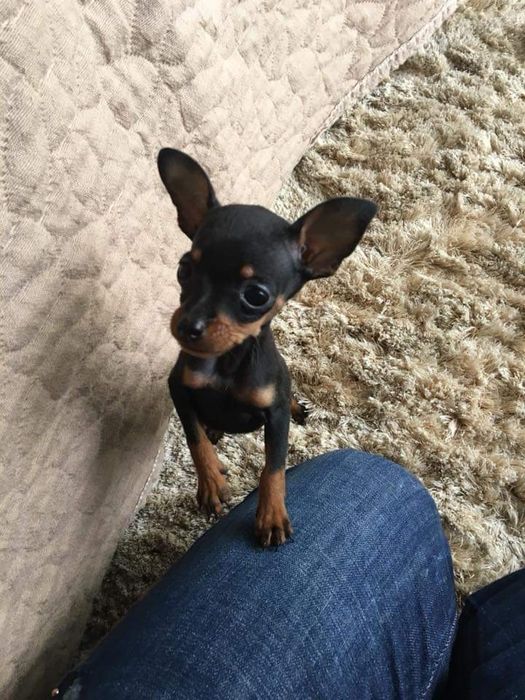 Pinscher Miniatura