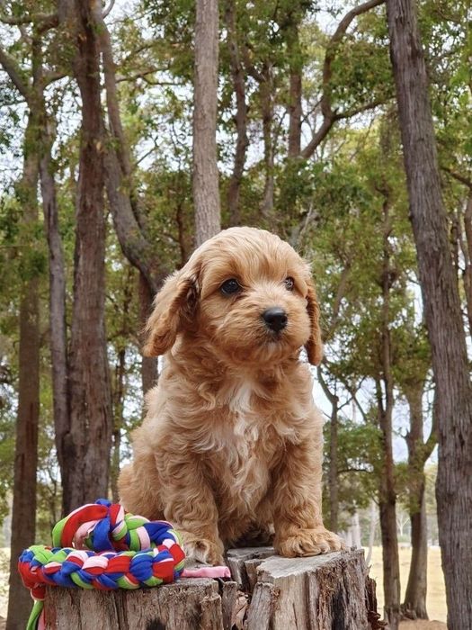 Маленький мальтипу з великою внутрішньою стабільністю