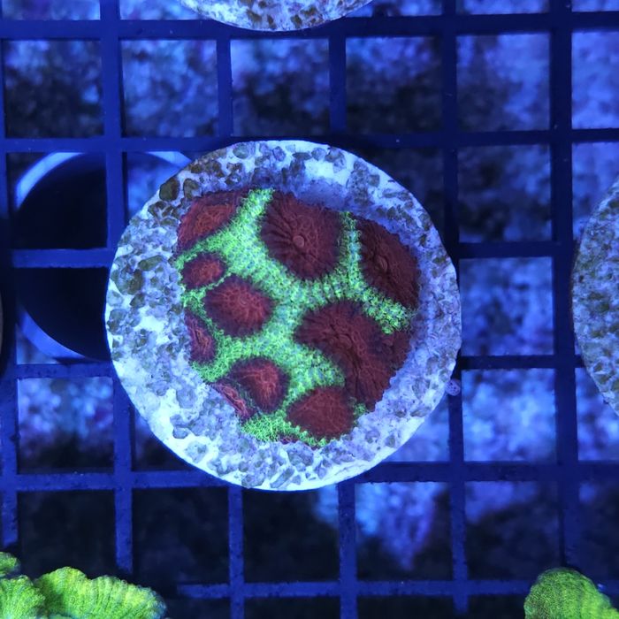 Favia sp. Christmas Akwarystyka morska