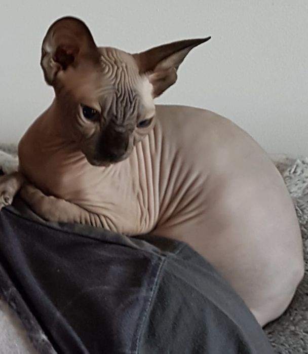 Likwidacja hodowli SPH kochana wspaniały charakter kontaktowa • NAJ!