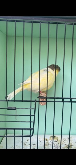 Canários mosaicos amarelos, Glosters, frisados do Norte, para venda