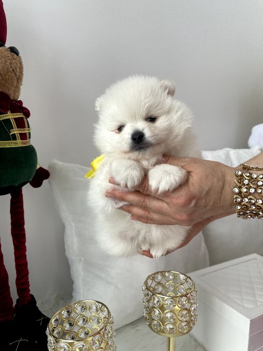 Обіймай і не відпускай  чарівні Померанські шпіци тут!