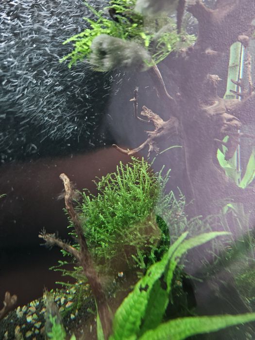 Musgo mix para aquario