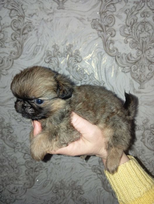 Хлопчики Пікінесики