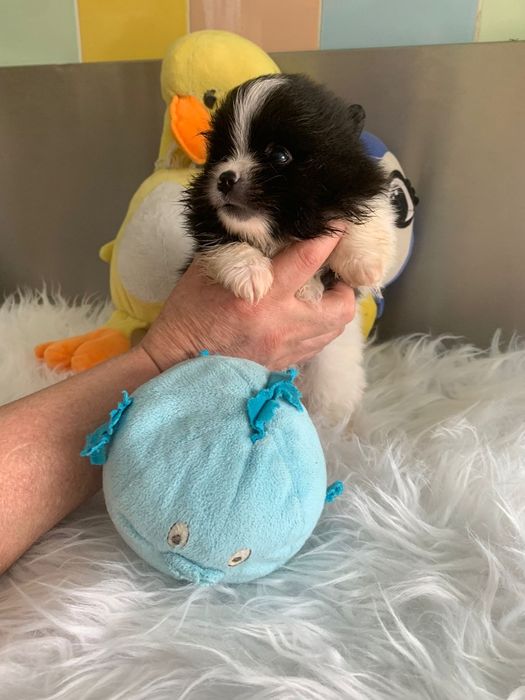 Spitz bebé lindo