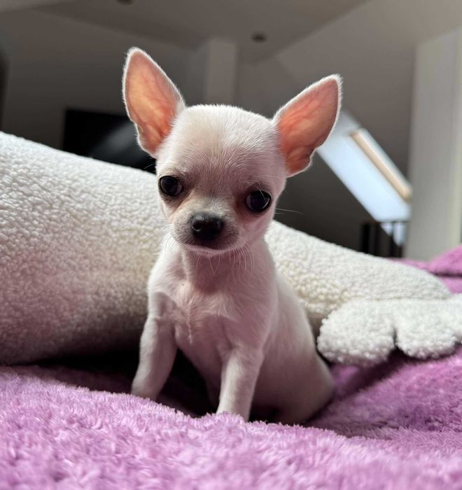 Chihuahua Chłopczyk z Rodowodem Mini 1,5kg