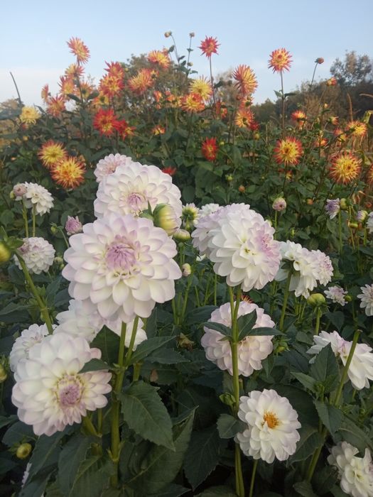 Георгина,жоржина кусты,корни,деленки