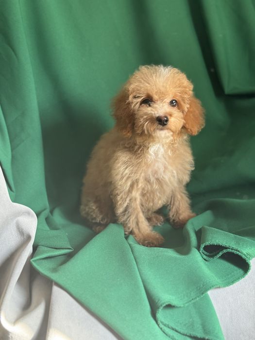 Мальтіпу дівчинка криаий Ріг