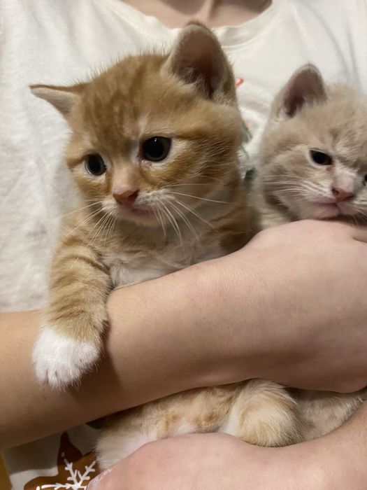 Продаються кошенята бобтейл
