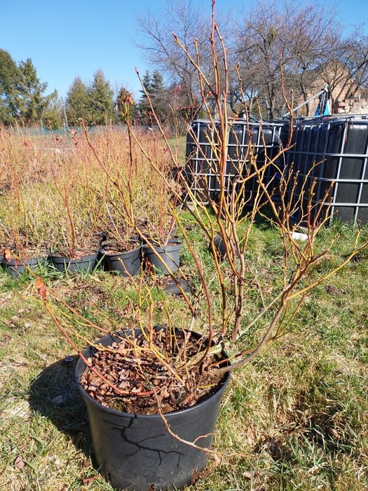 Borowka Amerykanska  Krzewy