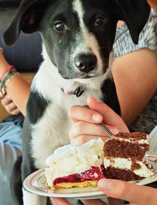 Wally do adopcji! Sandomierz