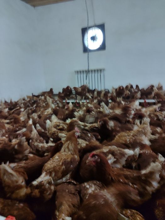 Продам кури несушки! Доставка безкоштовна. Літин!