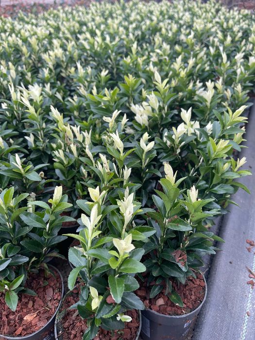 Trzmielina Paloma Blanca Białe Przyrosty 25-30 cm Cena 28 zł