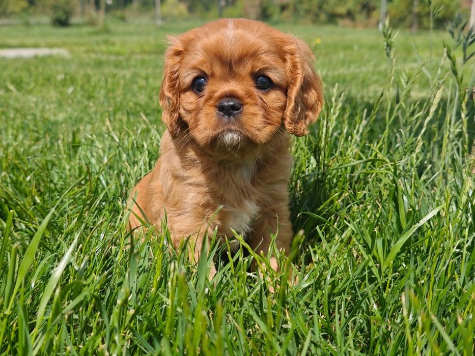 Cavalier King Charles Spaniel FCI