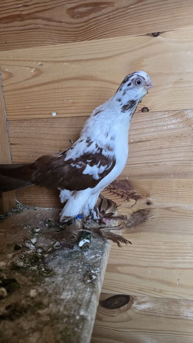 Motyl warszawski samica