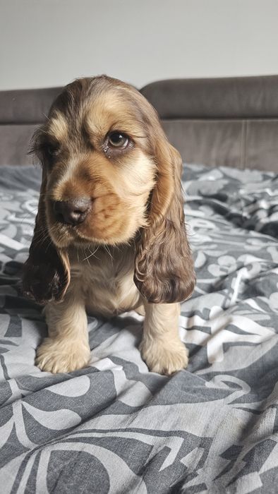 Cocker Spaniel Angielski
