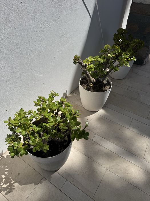 Planta Suculenta Jade - Cacto com Vaso Branco | Interior e Exterior