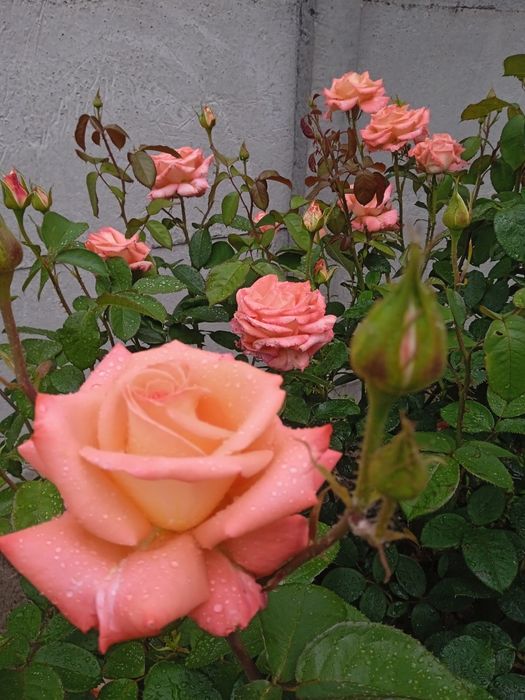 Саджанці троянд .