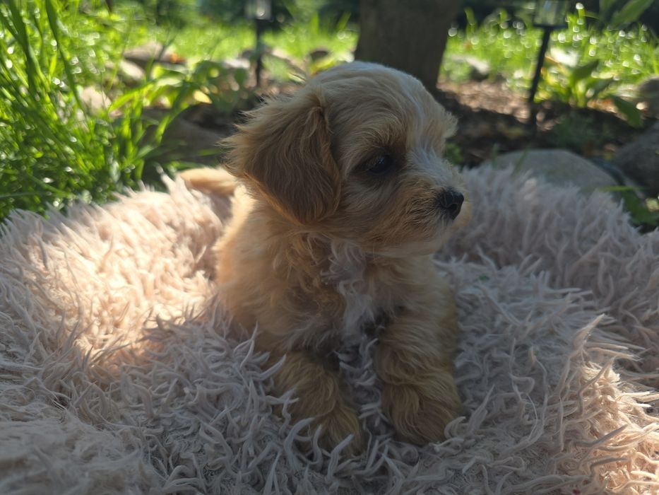 Maltipoo mini maleńki chłopiec