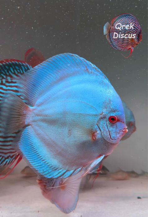 Paletki Cobalt x Red Turkus 7 -7.5cm - młode dyskowce