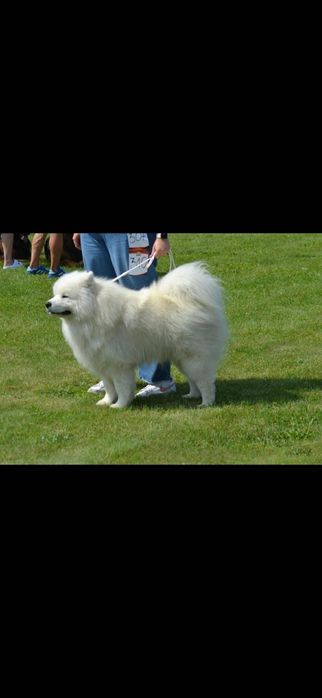 Reproduktor Samoyed – piękny, zdrowy pies do krycia
