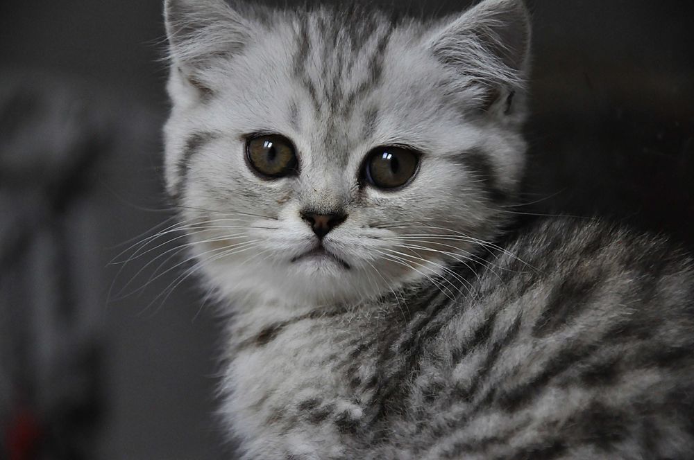 Śliczna koteczka brytyjka silver tabby