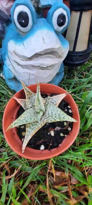 Plantas reprodução caseira adaptadas ao tempo.  Desde 3€. Vaso 8cm.