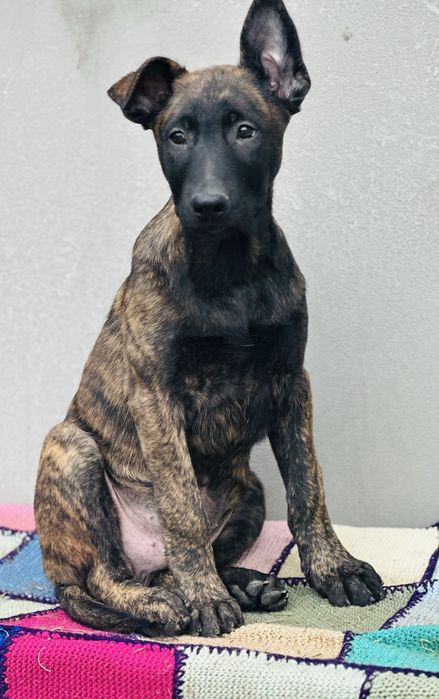 Хердер!- голландская овчарка! Пацан Эрик!